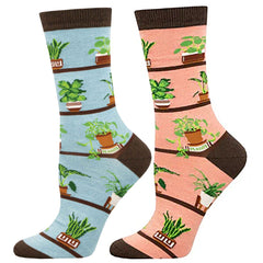 Houseplants 6 Pack - Bamboo